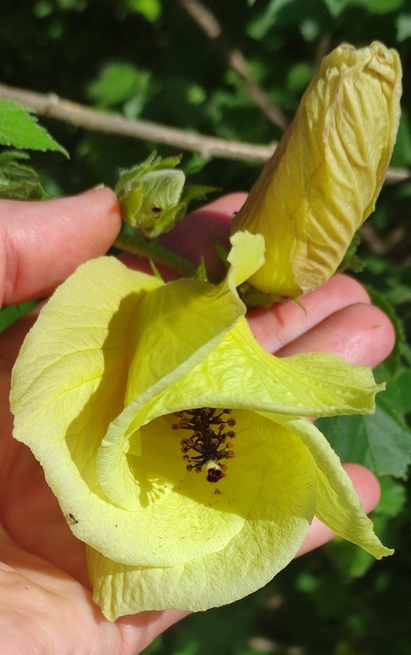 Hibiscus ludwigii photo 5