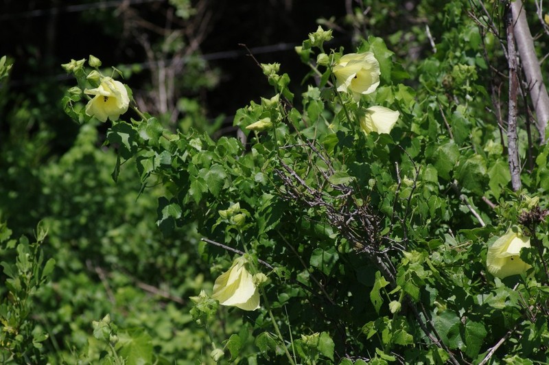 Hibiscus ludwigii photo 6