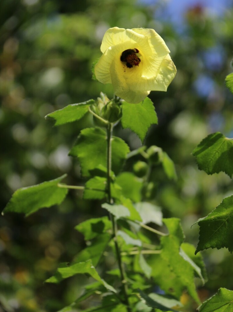 Hibiscus ludwigii photo 7