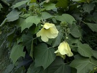 Hibiscus
