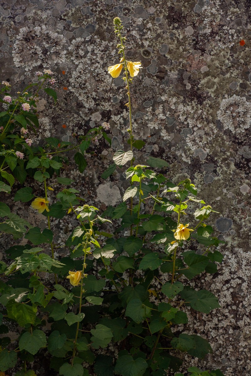 Hibiscus photo 3