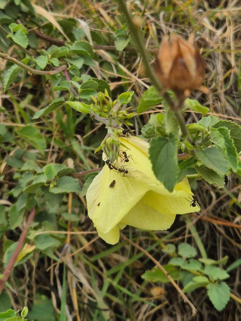 Hibiscus photo 6