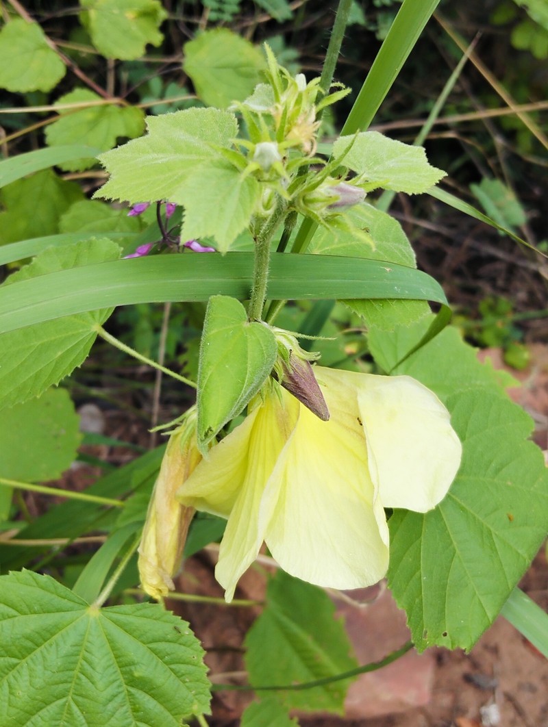 Hibiscus photo 7