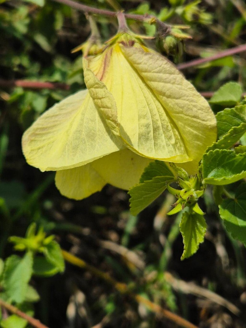 Hibiscus photo 8