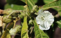 Hibiscus macilwraithensis