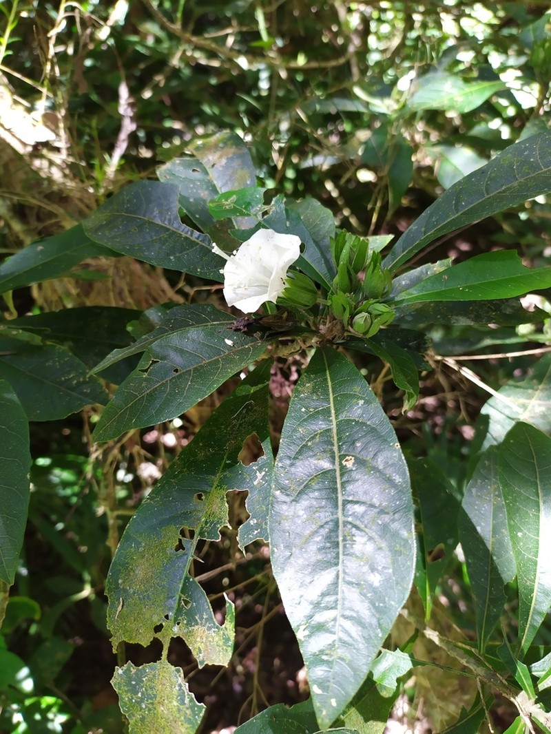 Hibiscus macilwraithensis photo 2