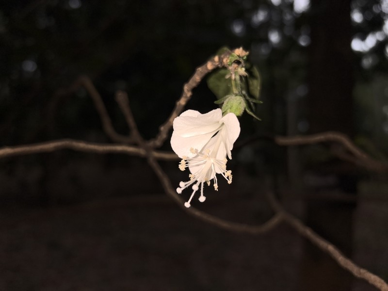 Hibiscus macilwraithensis photo 4