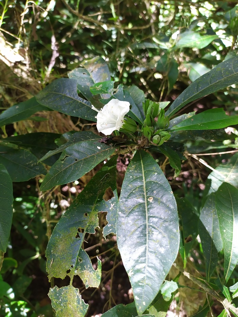 Hibiscus macilwraithensis photo 5