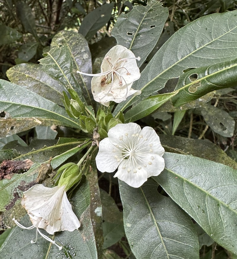 Hibiscus macilwraithensis photo 6