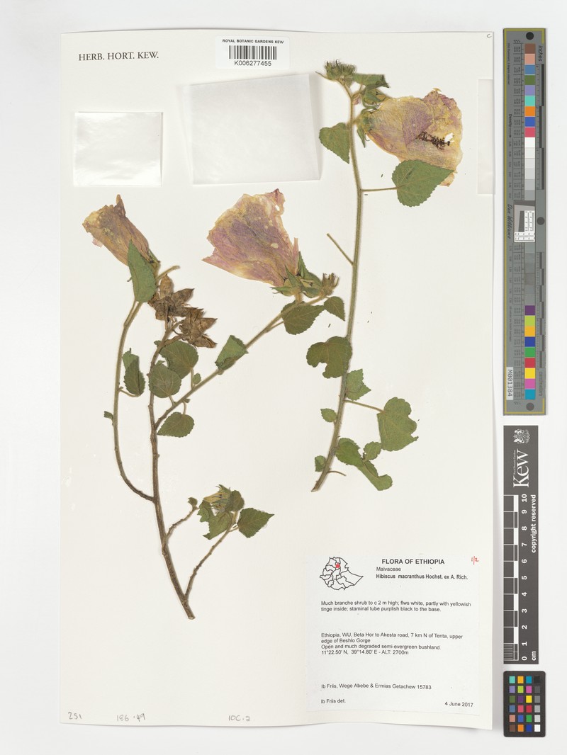 Hibiscus macranthus
