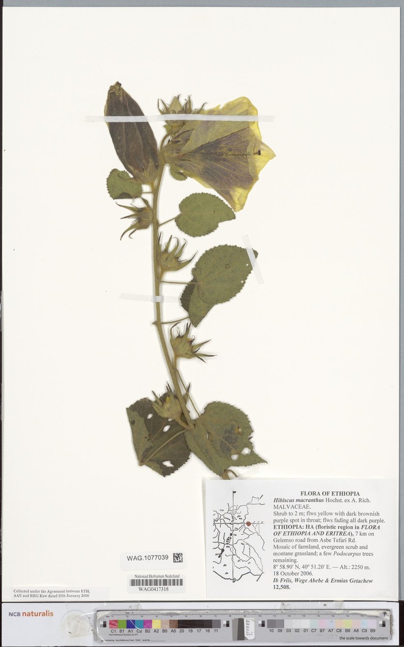 Hibiscus macranthus photo 3