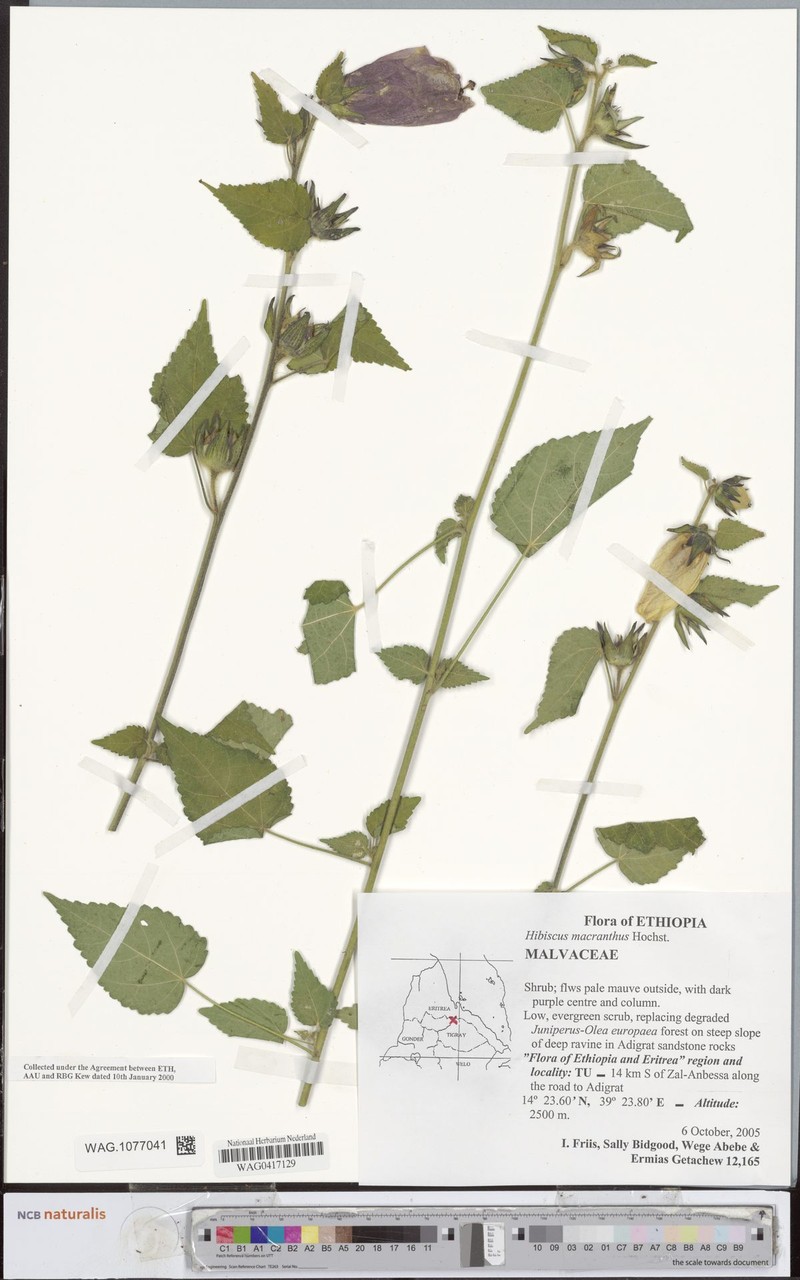 Hibiscus macranthus photo 5