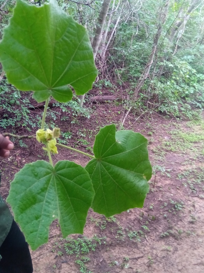 Hibiscus macrogonus