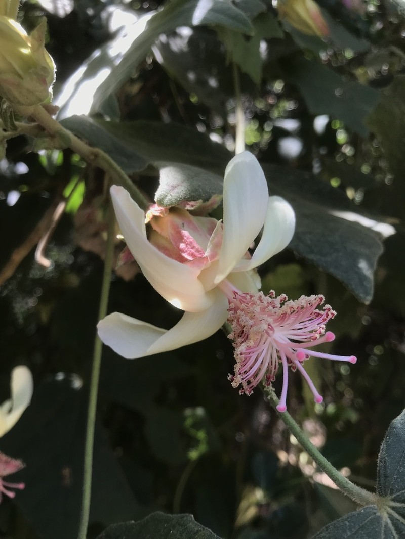 Hibiscus macrogonus photo 2