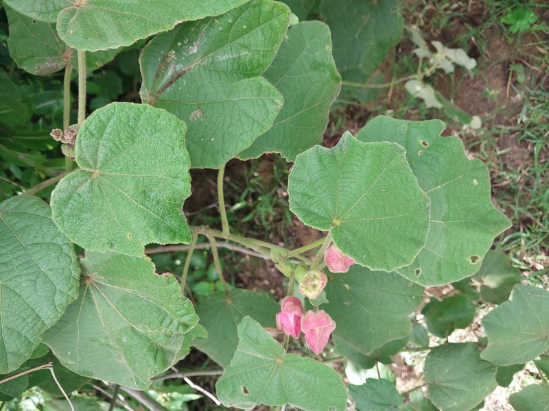 Hibiscus macrogonus photo 3