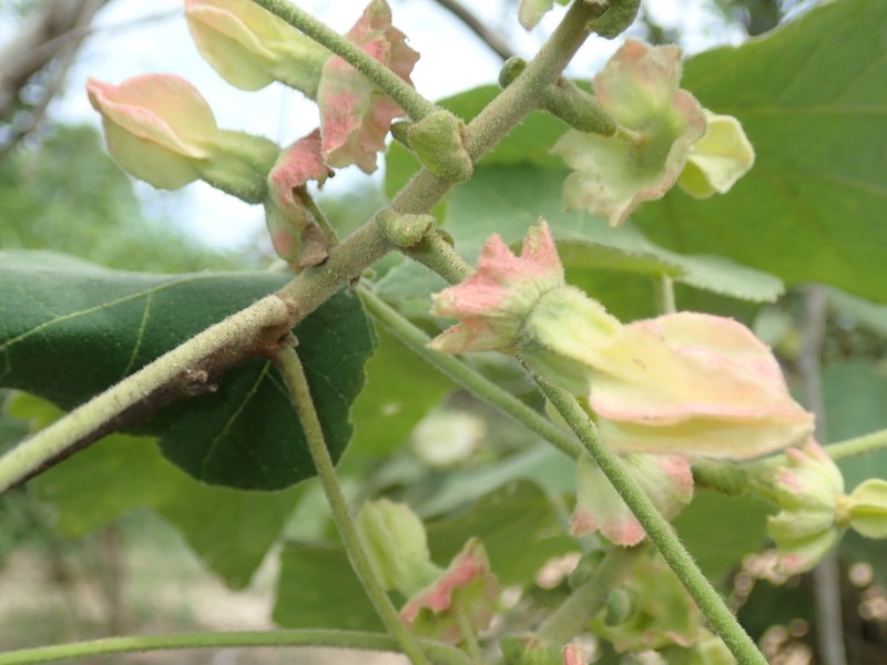 Hibiscus macrogonus photo 4