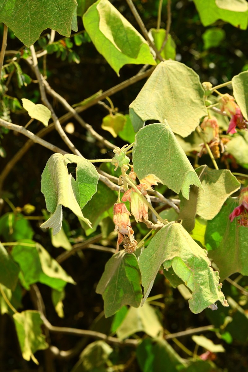 Hibiscus macrogonus photo 5