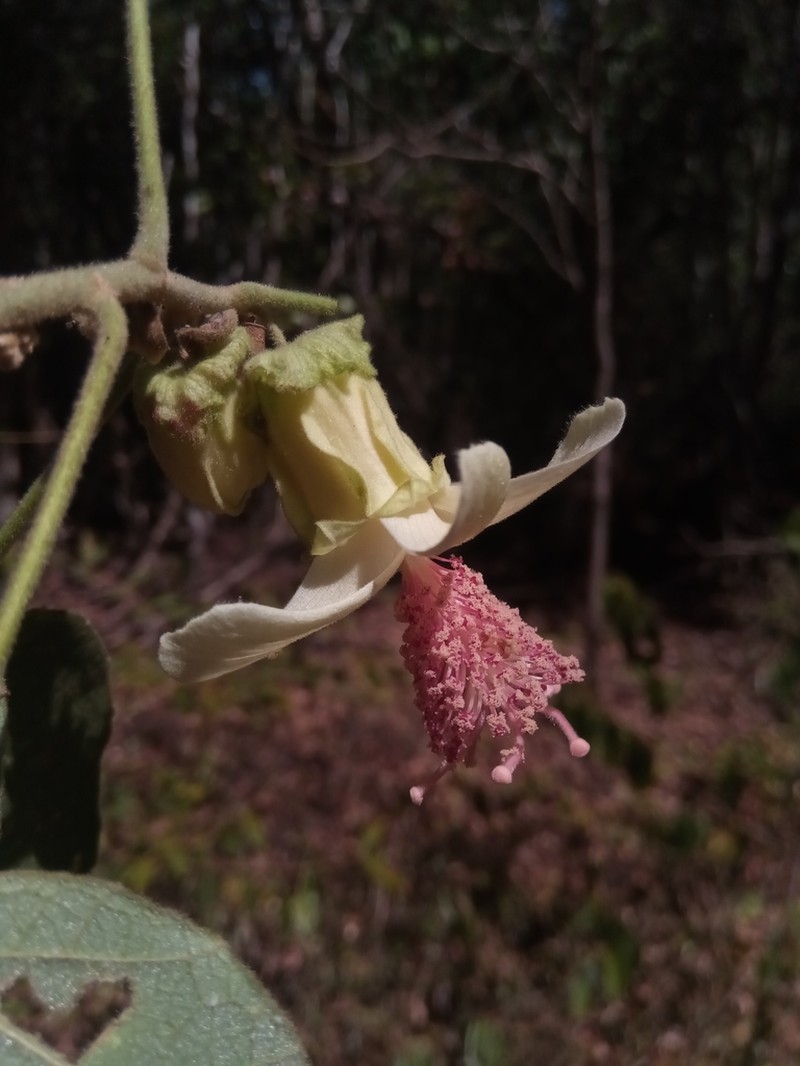 Hibiscus macrogonus photo 6