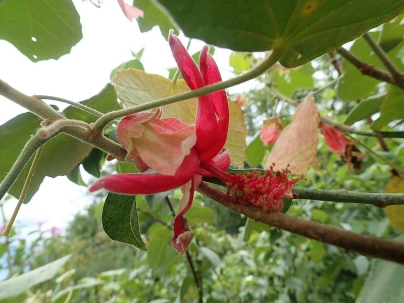 Hibiscus macrogonus photo 7