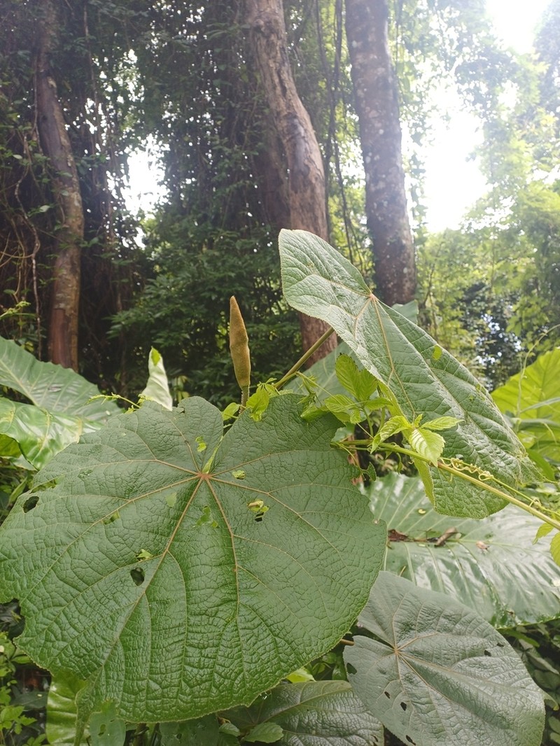 Largeleaf Rosemallow