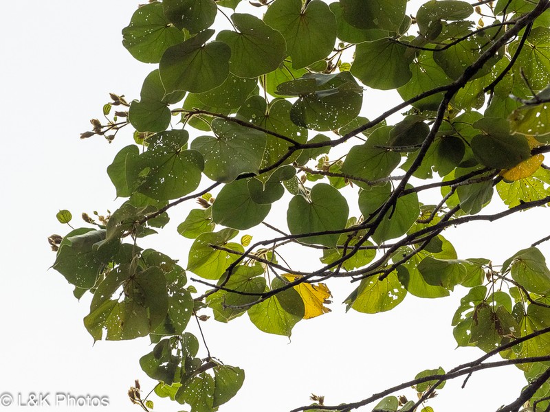Largeleaf Rosemallow photo 3