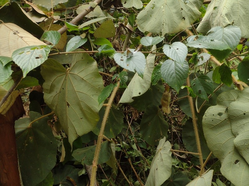Largeleaf Rosemallow photo 5