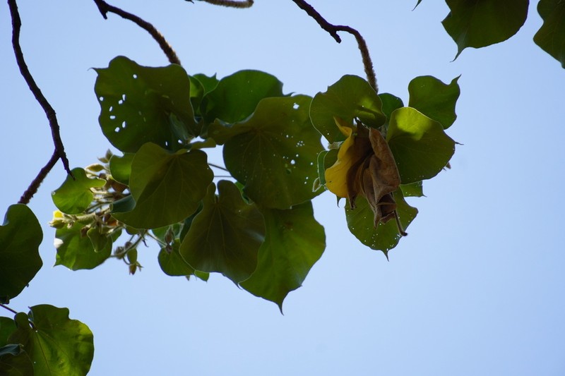 Largeleaf Rosemallow photo 6