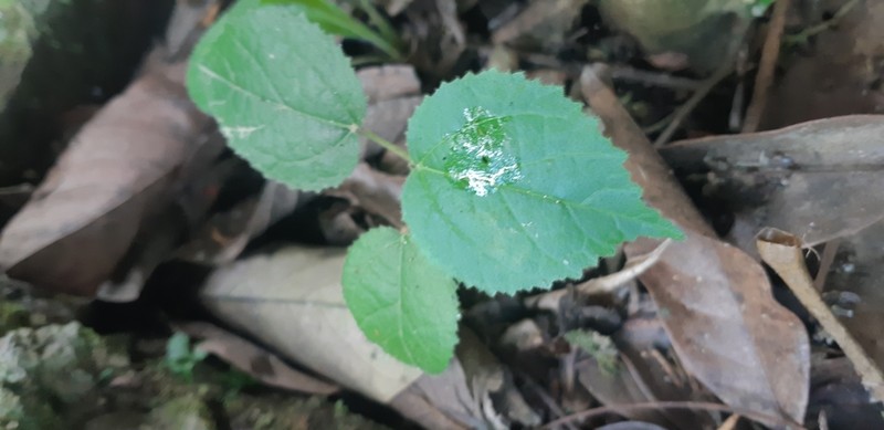 Largeleaf Rosemallow photo 7