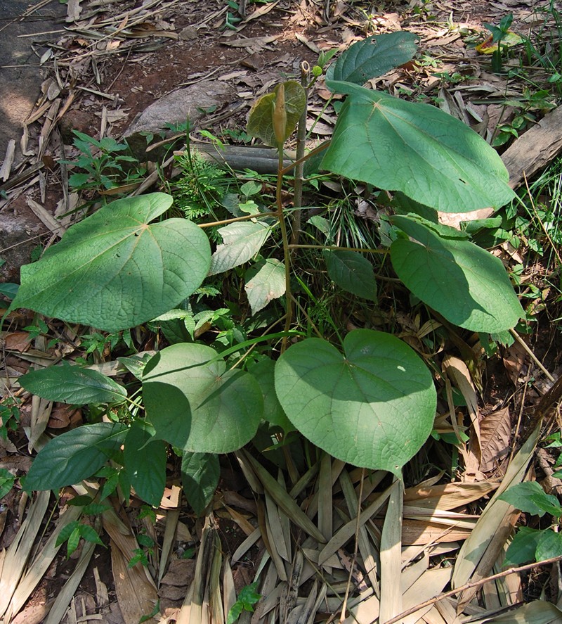 Largeleaf Rosemallow photo 3