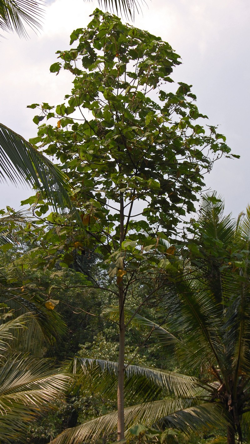 Largeleaf Rosemallow