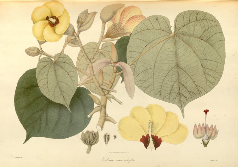 Largeleaf Rosemallow photo 6