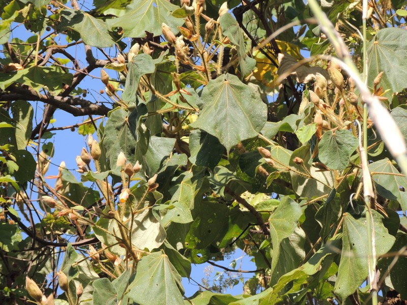 Largeleaf Rosemallow photo 2