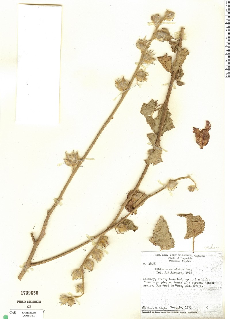 Hibiscus maculatus photo 2