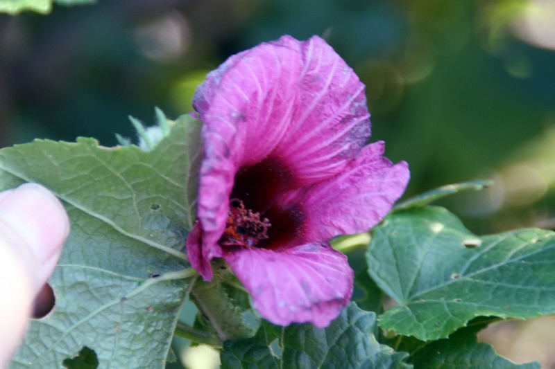 Hibiscus maculatus
