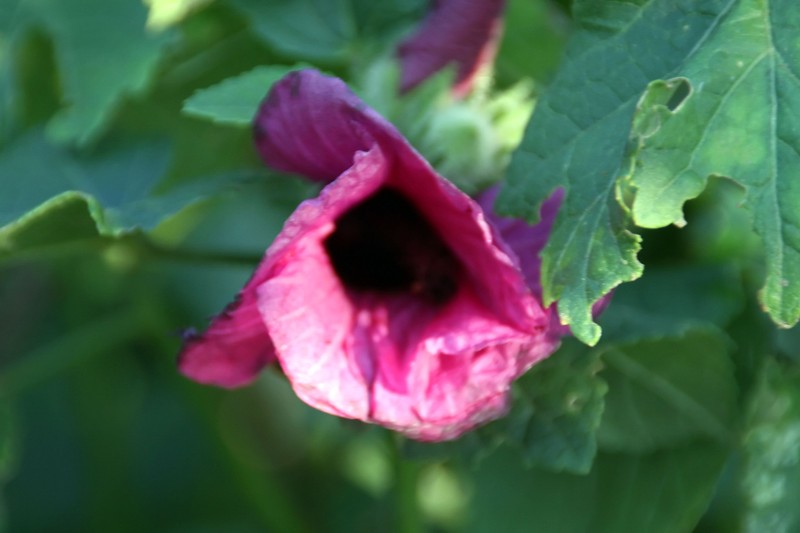Hibiscus maculatus photo 4
