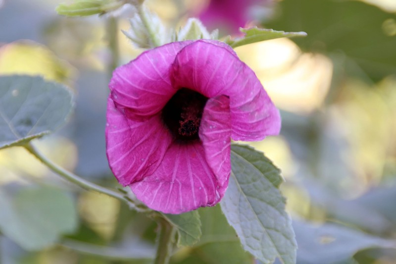 Hibiscus maculatus photo 5