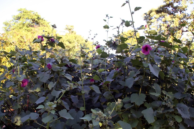 Hibiscus maculatus photo 6