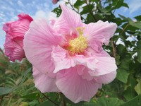 Hibiscus makinoi
