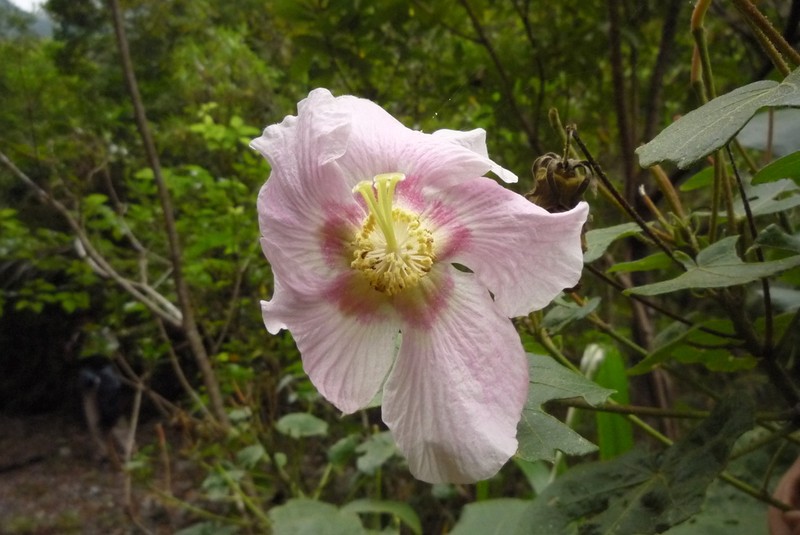 Hibiscus makinoi photo 2