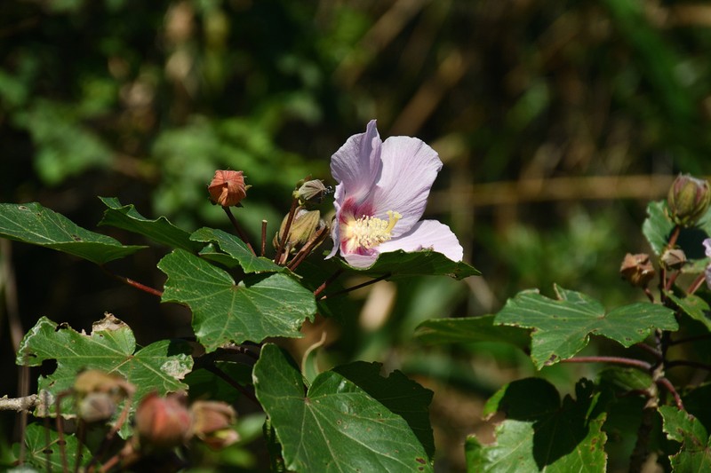 Hibiscus makinoi photo 3