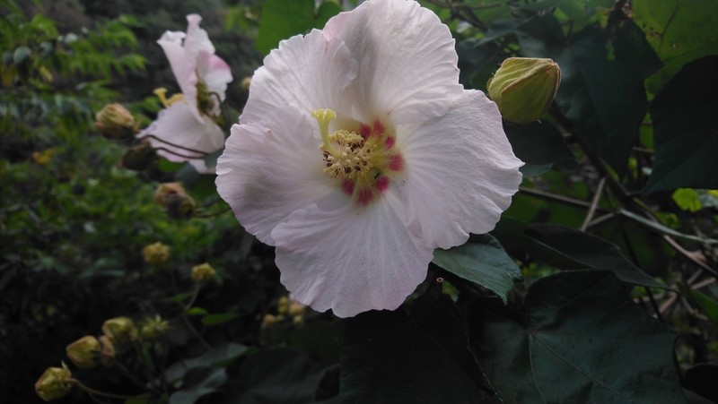 Hibiscus makinoi photo 4