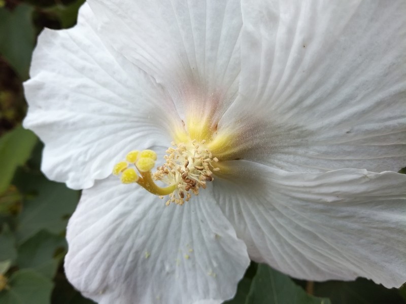 Hibiscus makinoi photo 5