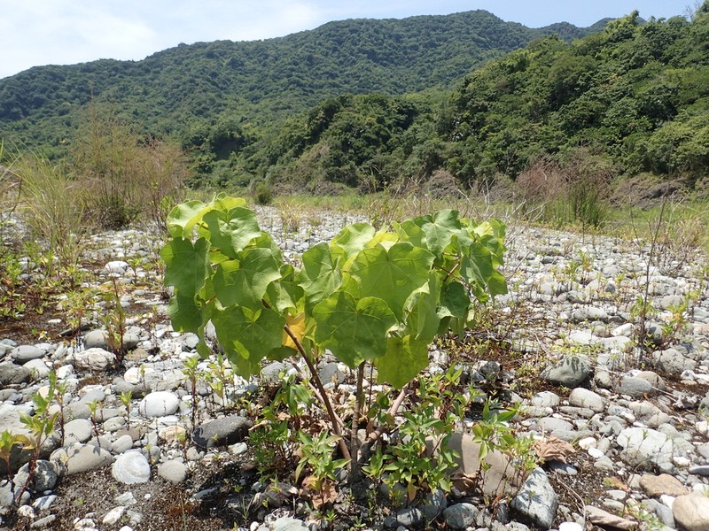 Hibiscus makinoi photo 6