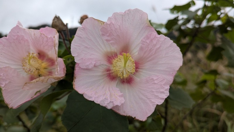 Hibiscus makinoi photo 7