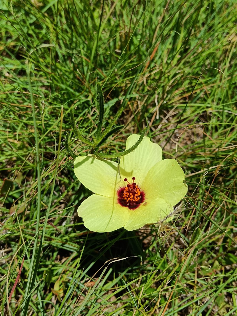 Hibiscus malacospermus