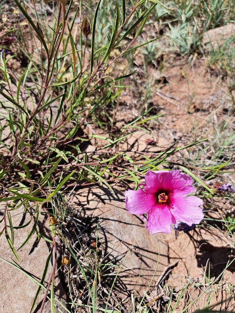 Hibiscus malacospermus photo 3