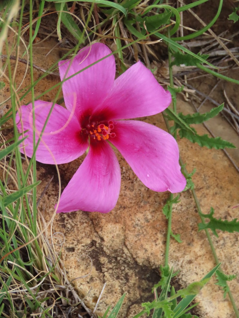 Hibiscus malacospermus photo 5