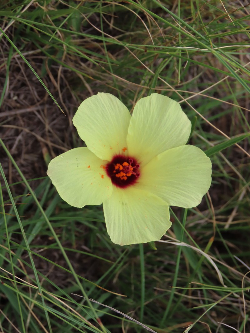 Hibiscus malacospermus photo 6