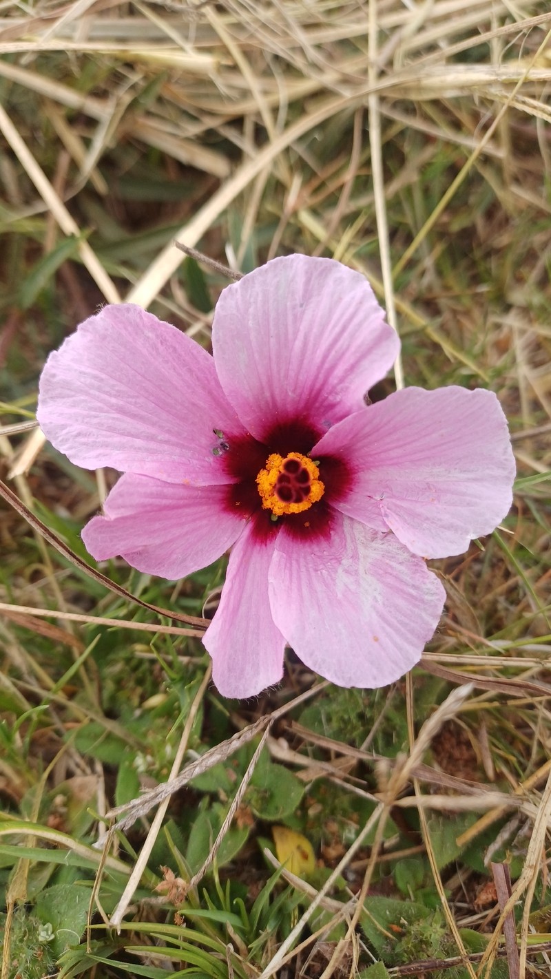 Hibiscus malacospermus photo 8