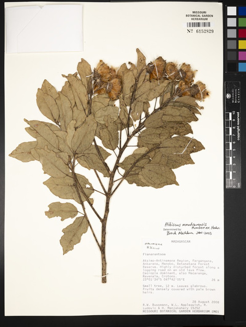 Hibiscus mandrarensis